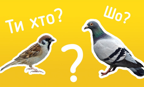 Пройди тест: чи розумієшся ти на птахах конотопщини?