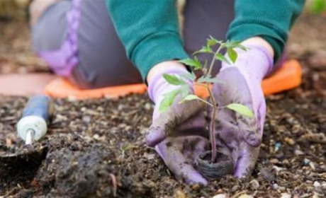 Поради господарям: календар посадки культур у другій половині весни