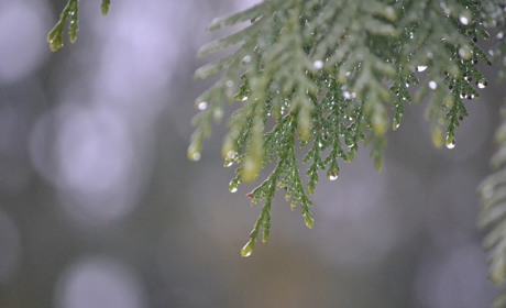 Погода на 19-25 квітня: буде прохолодно та дощитиме