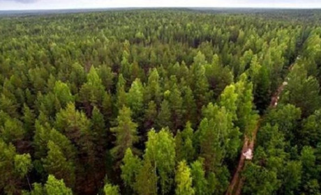 Цього року на Хмельниччині планують відновити 560 га лісу. Найбільше висадить Славутський лісгосп
