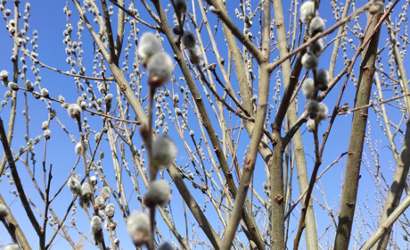 Сьогодні - Вербна неділя. Яку подію відзначають і чого не можна робити