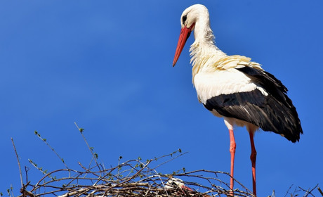 У селі Троїцькому хтось заради забави підстрелив самця лелеки. Мешканці рятують самку та потомство