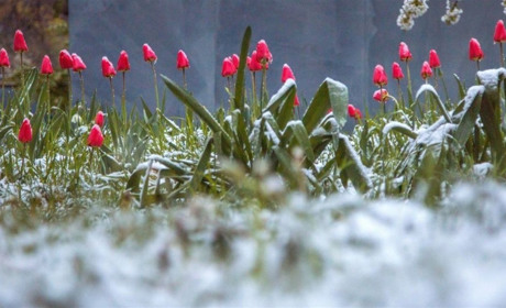 Арктичний холод, заморозки та потепління: якою буде погода в останній тиждень квітня