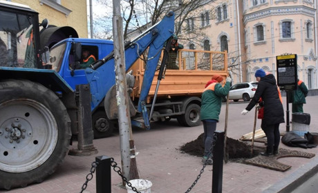 Сакури для Чернігова вже не екзотика. Якими деревами озеленюють місто