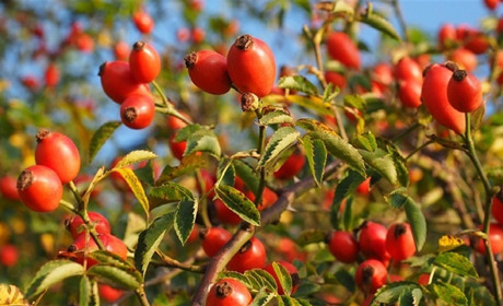 Шипшина - лікувальна рослина