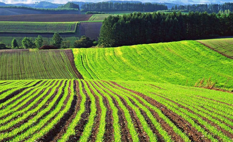 Як будуть продавати сільськогосподарську землю з 1 липня. Що мають знати гадячани