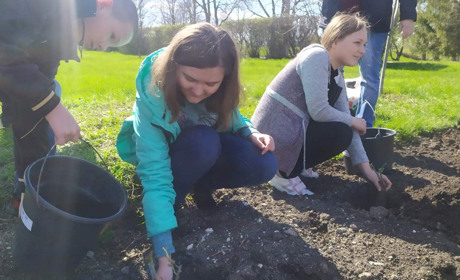 Ліцеїсти висаджують на шкільному подвір'ї кущі троянд