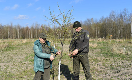 Сьомий рік поспіль: у Городницькому лісгоспі працюють над створенням плантації модрини