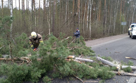 На Сарненщині і не тільки: де рятувальники розчищали дороги після буревію