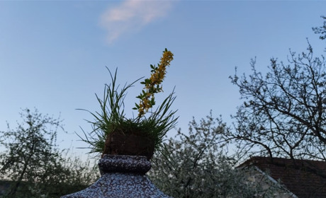 6 травня — Юрія. Що символізує традиція виставляти на ворота грудки землі із зеленню?