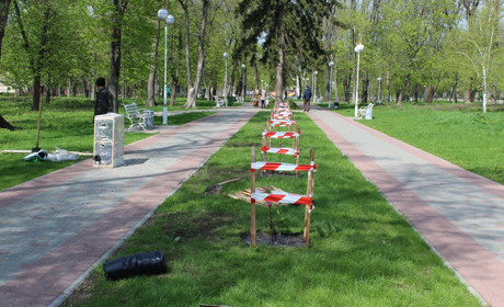 У Гадяцькому міському парку висаджено алею магнолій