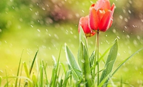 Якою буде погода на Кагарличчині та Ржищівщині 8 і 9 травня