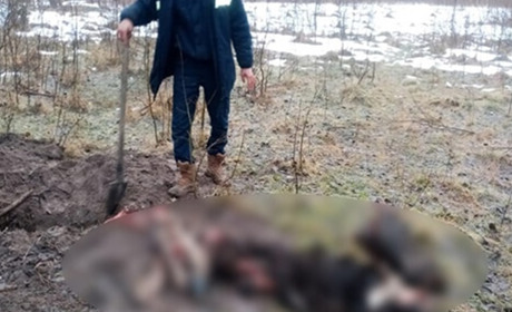 Мисливець, який вбив лося в шепетівському лісі, постане перед судом