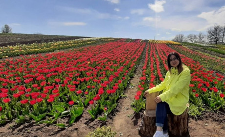 Міні Голандія на Хмельниччині: квітує близько 60 видів тюльпанів. Це варто побачити