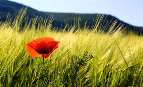 Для єдиного в селі ветерана Другої світової влаштували концерт вдома