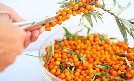 Обліпиха — унікальна за вмістом вітамінів ягода, яка має лікувальні властивості