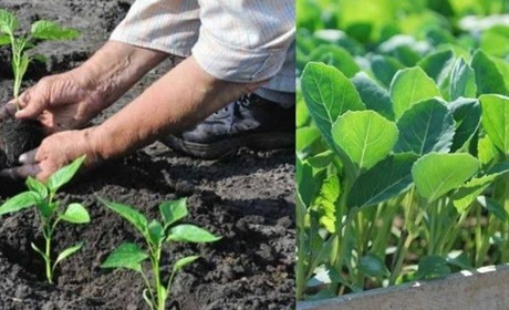 Коли в травні працювати на городі та в садку: поради на тиждень