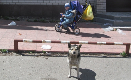 Висловіть свою думку стосовно безпритульних собак на громадських слуханнях у Попасній!