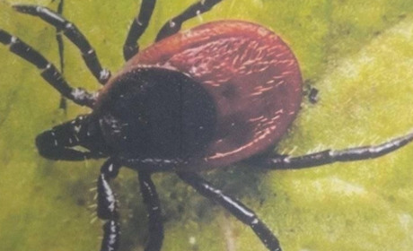 Як убезпечитися від кліщів дізнавалися відвідувачі Демино-Олександрівської бібліотеки