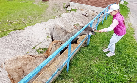 Менський зоопарк після локдауну знову зустрічає відвідувачів