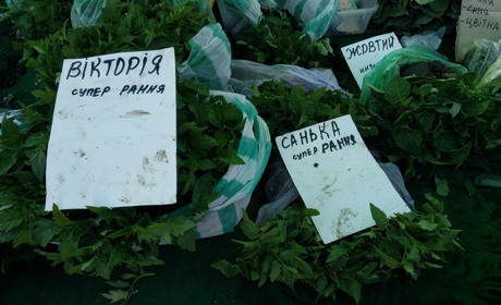 Скільки просили за розсаду на Центральному ринку Первомайська 14 травня