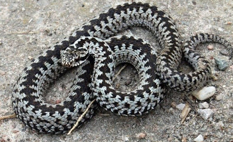 Отруйні змії України: фото і опис. Що варто знати і як уберегтися від укусу