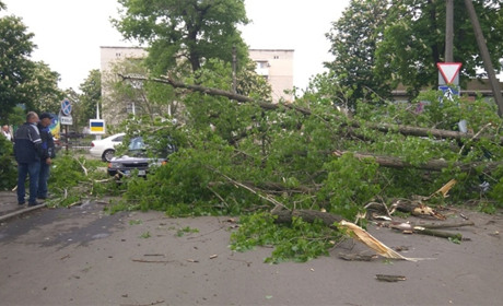 У Волновасі дерево впало на дві автівки