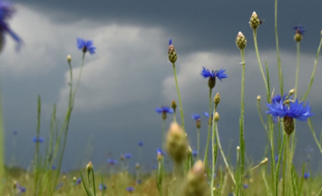 Прогноз погоди на Гадяччині: дощі та грози очікуються на початку та наприкінці тижня