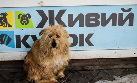 Мешканці вулиць. Фотознімки собак і котів, які живуть у Чернівцях