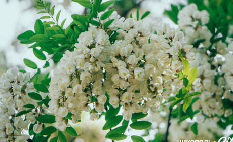 Фотопідбірка: останній день весни у квітах запашної акації