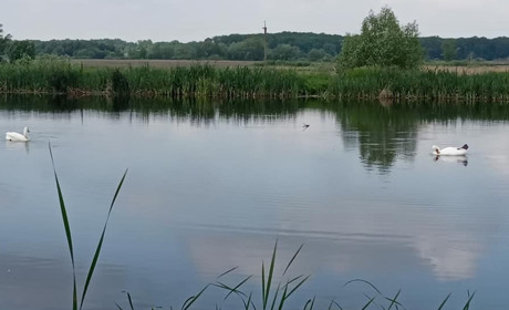 На біоставках Ніжинських очисних споруд гостюють лебеді