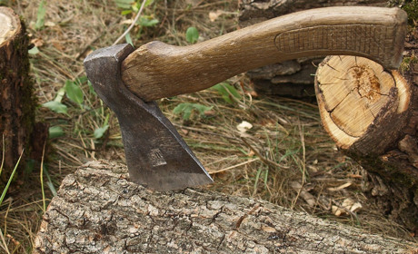 На Гадяччині виявили незаконну вирубку лісу