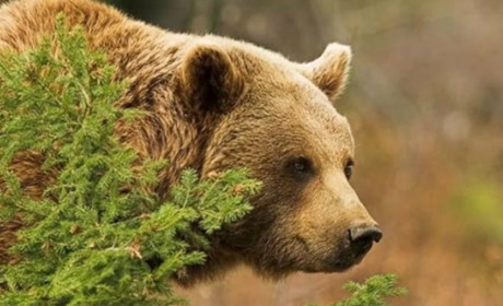 У Ревнянському лісництві помітили ведмедя. Людей закликають не йти в ліс та бути обережними