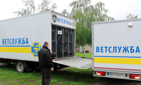 «Зооконтроль» завершил первый этап вакцинации и стерилизации собак в Попасной. Что дальше?