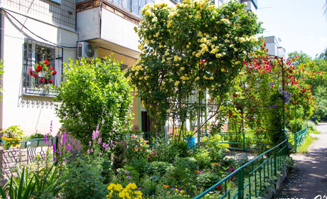 Фотопідбірка квітучих дворів багатоквартирних будинків Нікополя. Вулиці Шевченка та Некрасова