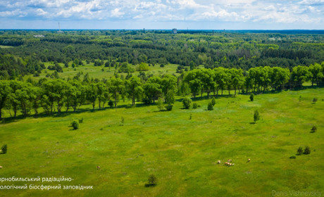 Птахи, тварини і плазуни: хто живе у Чорнобильському заповіднику — рідкісні фото і відео