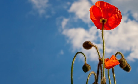 Погода на 21-27 червня: буде сухо та спекотно