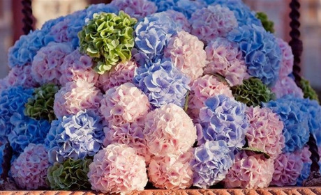 Переваги квітів з доставкою в Добропіллі – що може бути простіше