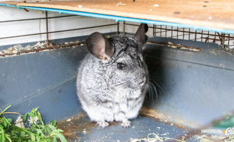 Пітони, хамелеон, буревітер: хто живе у нікопольскому екоцентрі