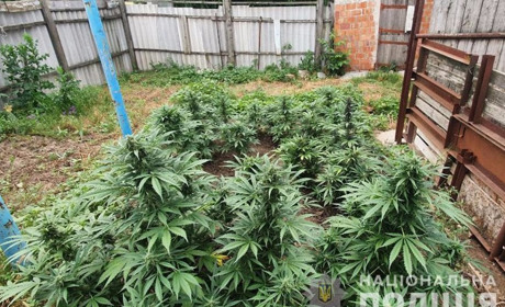 И снова наркотики: полиция изъяла плантацию конопли у жителя Акимовки