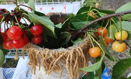 Ажурні капелюшки, іграшки, різьба по дереву та смачну випічку приготували троїцькі майстри