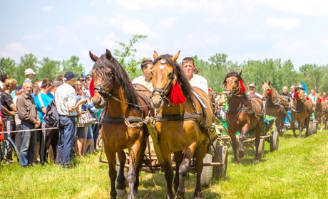 4 липня в Стрілецькому Куті відбудеться фест “Коні мої, коні” із призовим фондом 100 тисяч гривень