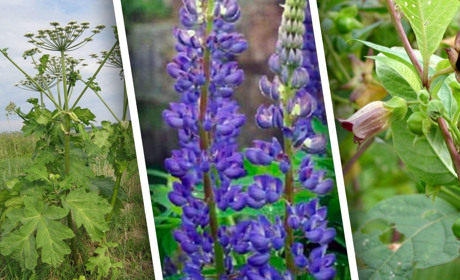 Отруйні рослини, які ростуть у нашій місцевості: варто знати, щоб вберегтися