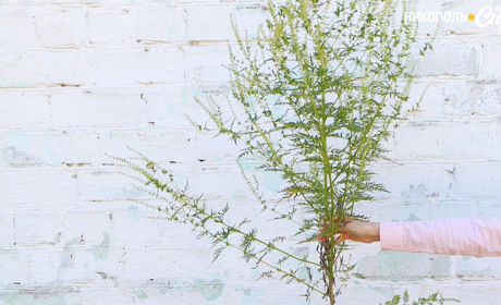 Амброзія полинолиста – ворог легень та аграріїв. Розпочинаємо «інформаційну атаку» на злісний бур'ян