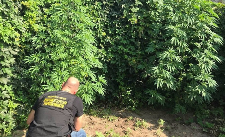 За несколько дней полицейские уничтожили 20 кустов конопли на Мелитопольщине