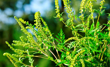 Як боротися з амброзією завчасно і чи допоможе звичайний механічний покіс?