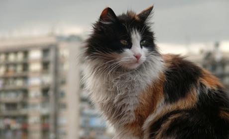 Створення в Нікополі Центру для безпритульних котів: потрібна фінансова та благодійна підтримка