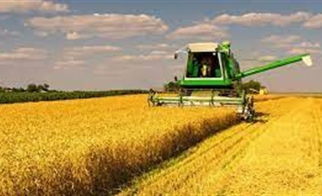 В нашій області найбільші посіви пшениці в Україні