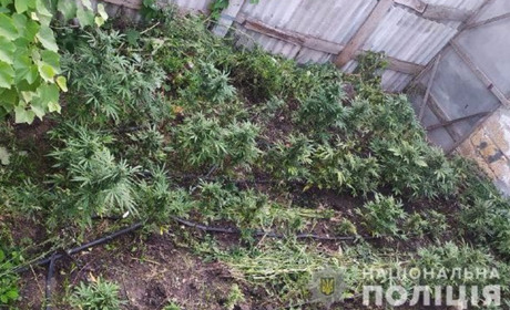 У жительницы Акимовки изъяли 70 кустов конопли