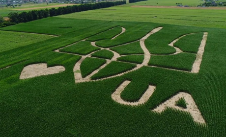 Аграрний рекорд України – герб, висіяний з понад 400 000 тисяч рослин кукурудзи